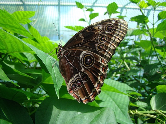 blue morpho